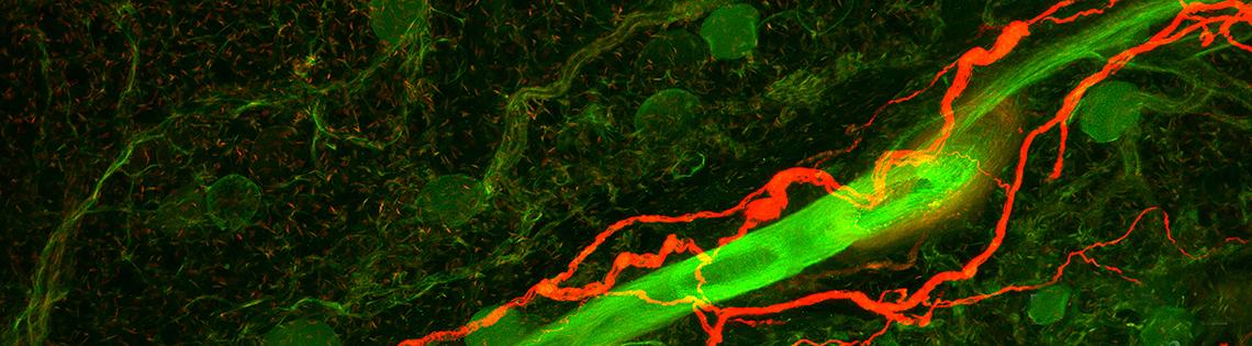Nerves and vasculature of a rat’s knee