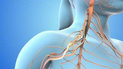 Illustration of nerves in someone's head, neck and chest