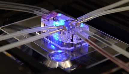 A bluish plastic chip on a plate with rays protruding from all sides