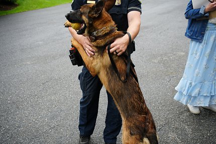 A black and tan dog stands on his hind legs, holding a yellow toy in his mouth and wrapping his front legs around his handler's arms.