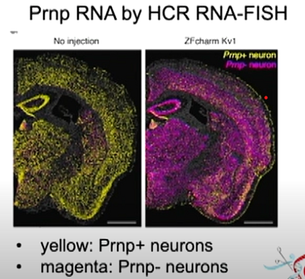 Two side-by-side images of a cell, one stained yellow and the other magenta.