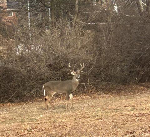 A buck with big antlers stands in the grass on the main campus.