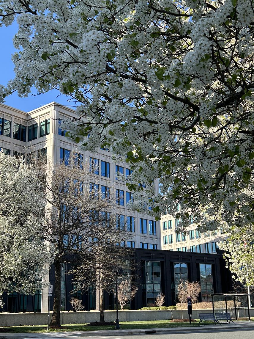 Blossoms on NCI-Shady Grove campus