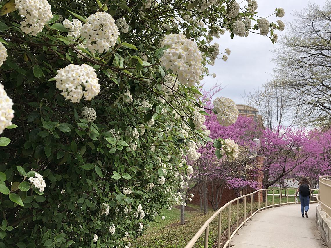 Flowers bloom next to a sidewalk