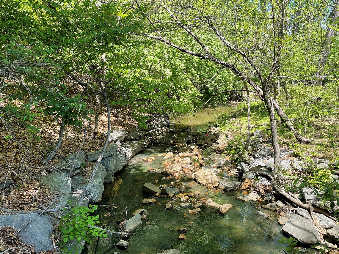 A rocky stream dappled with sunlight. Small trees crowd both banks.