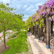 A sunny outdoor scene. On the right side, purple wisteria flowers cascade over a wooden trellis. Wooden chairs sit under the trellis. To the left is a grassy lawn with a line of trees, and a brick walkway on the far left side.