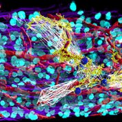 A multicolored fluorescence microscopy image. Bright blue dots, interspersed with red, purple, yellow and white lines cover a black surface.