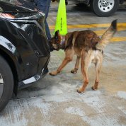 A black and tan dog sniffs the front of a vehicle.