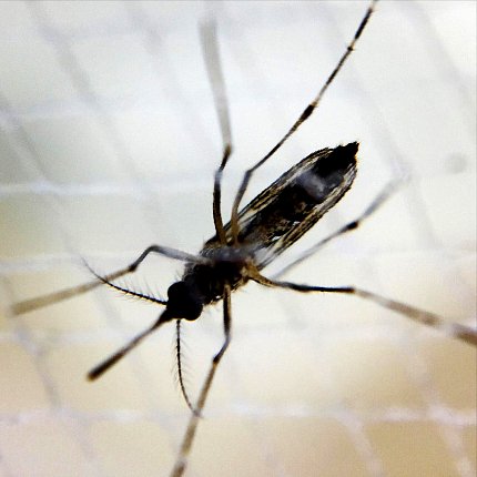 Aedes mosquito Aedes mosquito