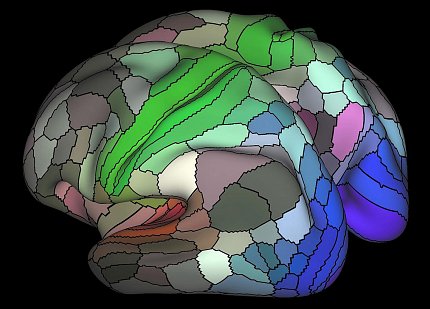 Image of cortex Image of cortex