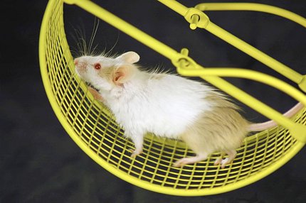 Mouse on wheel Mouse on wheel