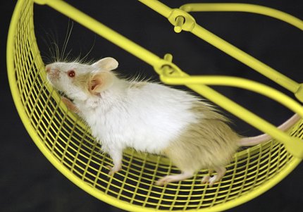 A mouse on a running wheel A white mouse runs on a yellow exercise wheel.