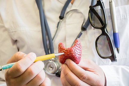 Doctor showing thyroid gland Doctor shows model of thyroid gland.
