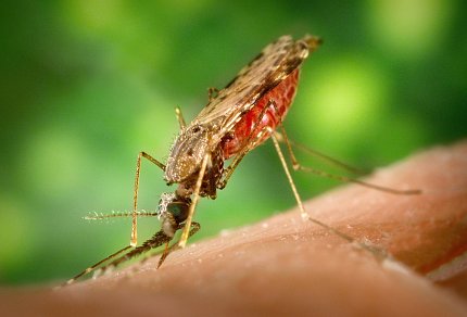A female Anopheles albimanus mosquito A mosquito takes a blood meal.
