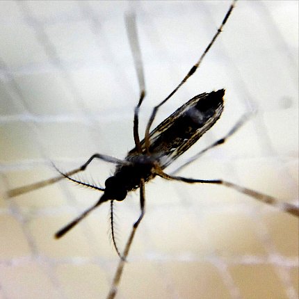 A female Aedes mosquito A close up view of a mosquito