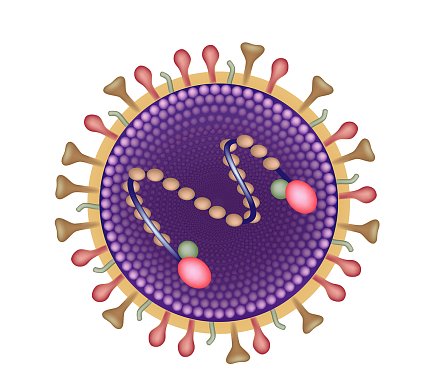 Respiratory syncytial virus graphic Illustration of respiratory syncytial virus