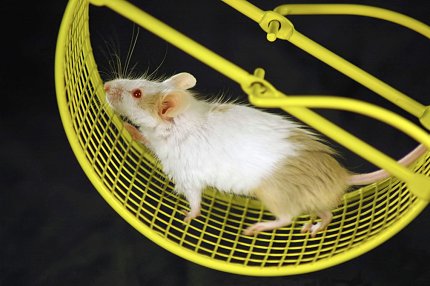 Mouse on wheel Mouse on wheel