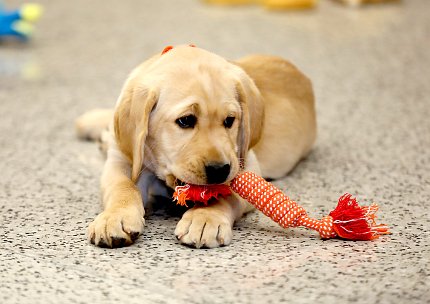 Solo pup with chew toy Puppy chews toy.